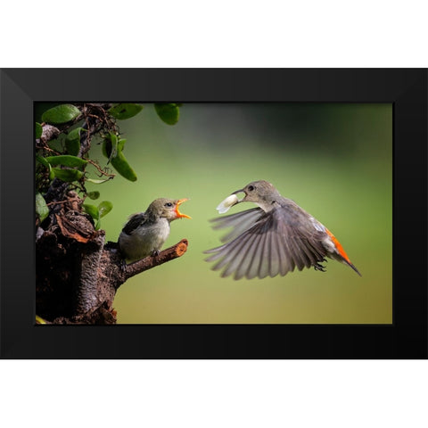 I Am Coming Black Modern Wood Framed Art Print by Muliani Hartojo, Angela