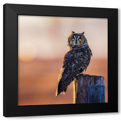 Good Morning Black Modern Wood Framed Art Print with Double Matting by Taksing