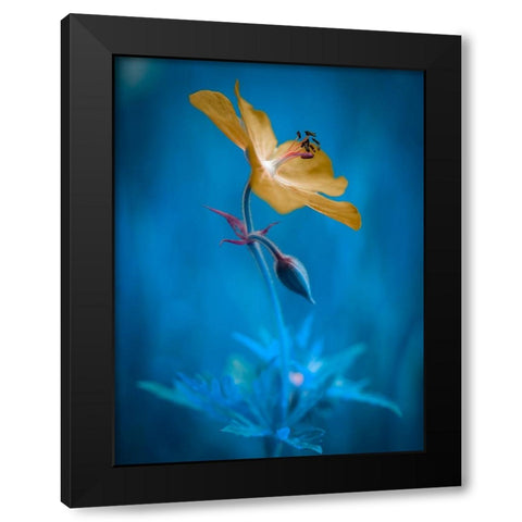 Orange beauty Black Modern Wood Framed Art Print by Krinke, Andreas