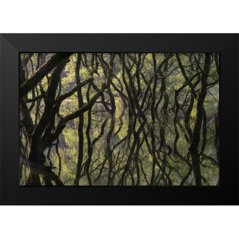 Sunken Forest Black Modern Wood Framed Art Print by Irie, Ryohei