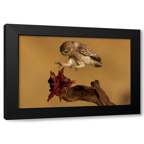 Little Owl Black Modern Wood Framed Art Print by Manusevich, David