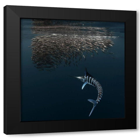 Charging Into Bait-Ball Black Modern Wood Framed Art Print with Double Matting by Lu, Jennifer