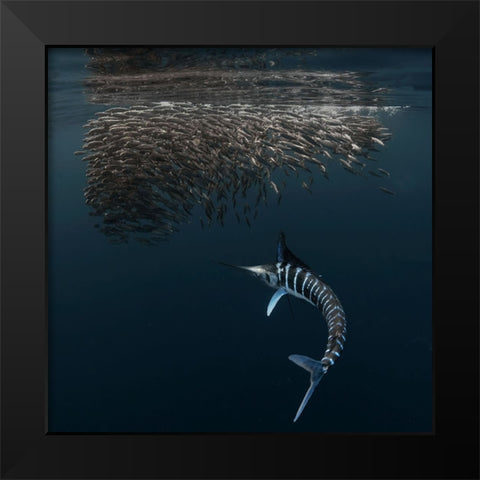 Charging Into Bait-Ball Black Modern Wood Framed Art Print by Lu, Jennifer