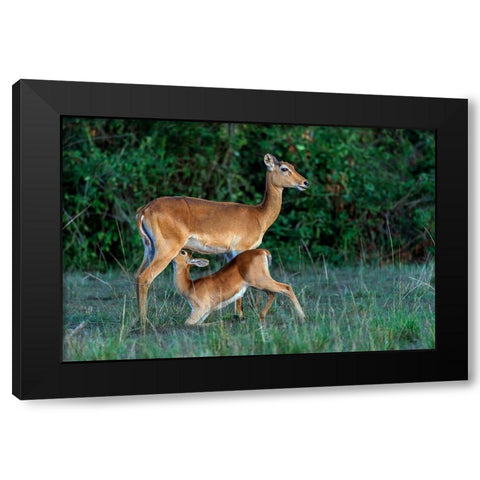 Feeding Time Black Modern Wood Framed Art Print by Damico, Giuseppe