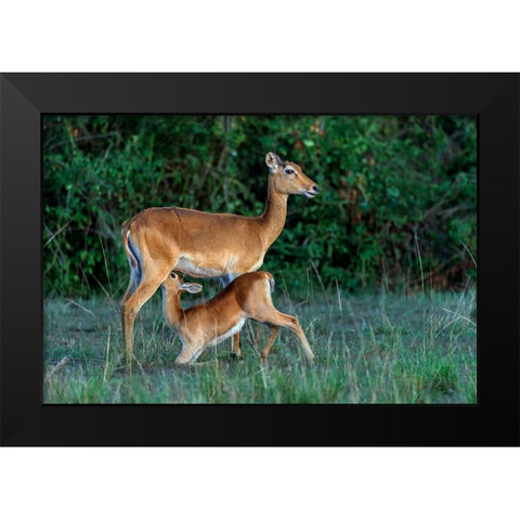 Feeding Time Black Modern Wood Framed Art Print by Damico, Giuseppe