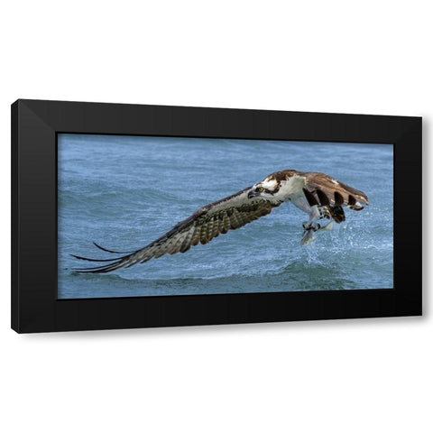 Splash Black Modern Wood Framed Art Print with Double Matting by Fan, John