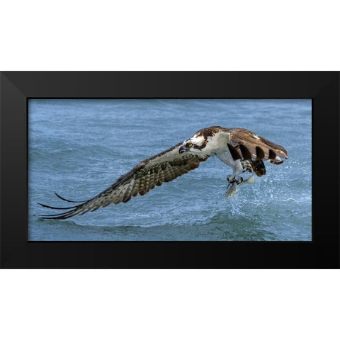 Splash Black Modern Wood Framed Art Print by Fan, John