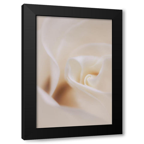 Soft Dreamy White Rose Black Modern Wood Framed Art Print with Double Matting by Hblee