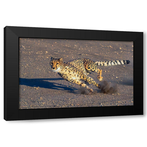 Cheetah Black Modern Wood Framed Art Print by Huang, Johnson