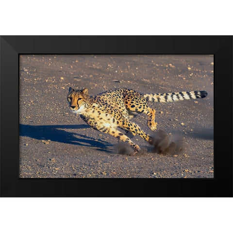 Cheetah Black Modern Wood Framed Art Print by Huang, Johnson
