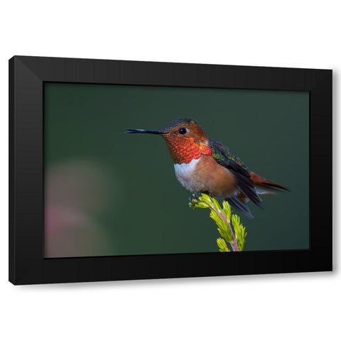 Hummingbird Black Modern Wood Framed Art Print by Huang, Johnson