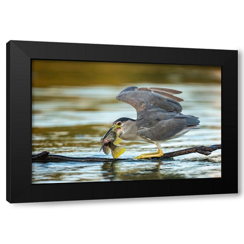 Black-Crowned Night Heron Black Modern Wood Framed Art Print with Double Matting by Frischoff, Noam