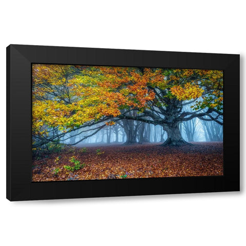 Beech Forest Black Modern Wood Framed Art Print with Double Matting by Barboni, Sergio