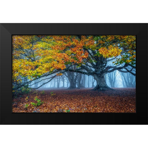 Beech Forest Black Modern Wood Framed Art Print by Barboni, Sergio