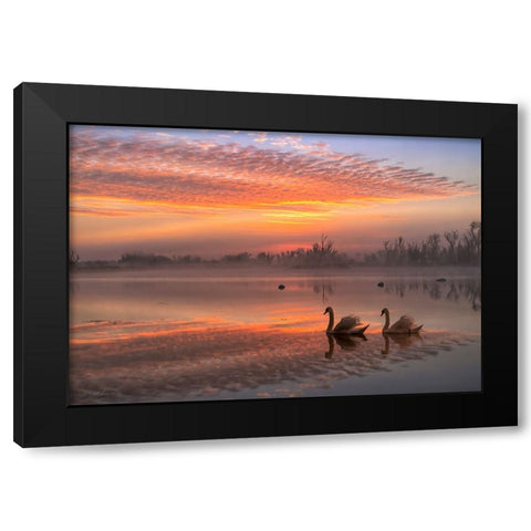 Rosy Romance Black Modern Wood Framed Art Print with Double Matting by An, Anna