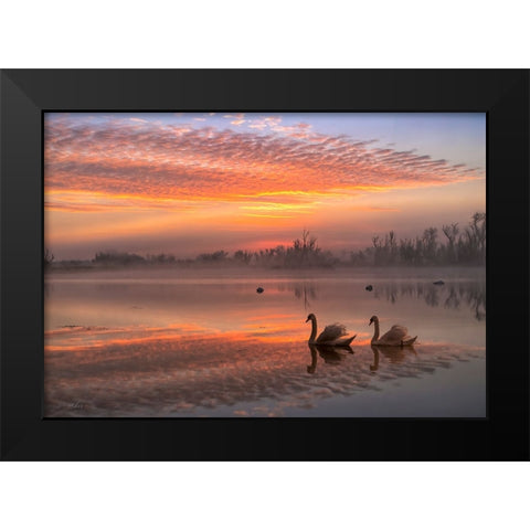 Rosy Romance Black Modern Wood Framed Art Print by An, Anna