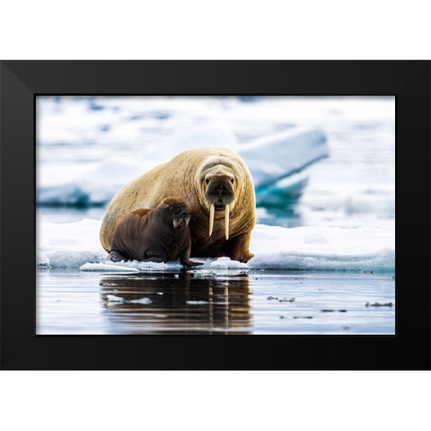 Walrus With Calf Black Modern Wood Framed Art Print by Lewis-Bevan, Wyn