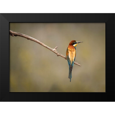 Bee Eater Black Modern Wood Framed Art Print by Zakic, Dejan