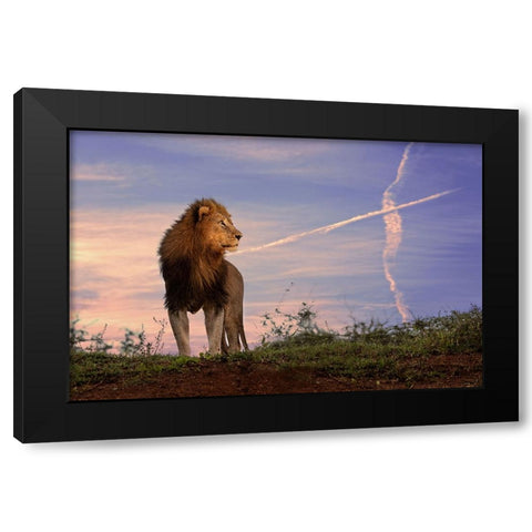 Lion King Black Modern Wood Framed Art Print by Eichelberg, Amnon