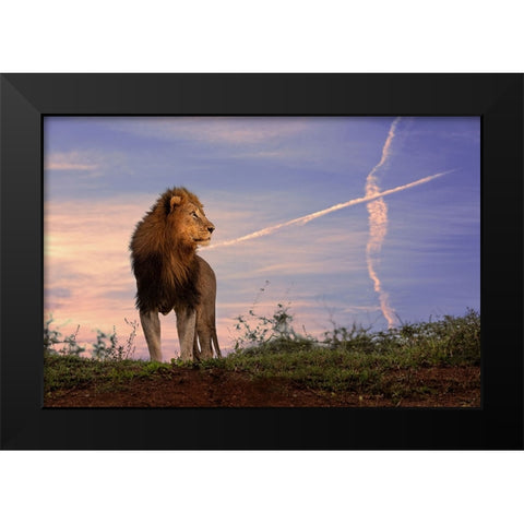 Lion King Black Modern Wood Framed Art Print by Eichelberg, Amnon
