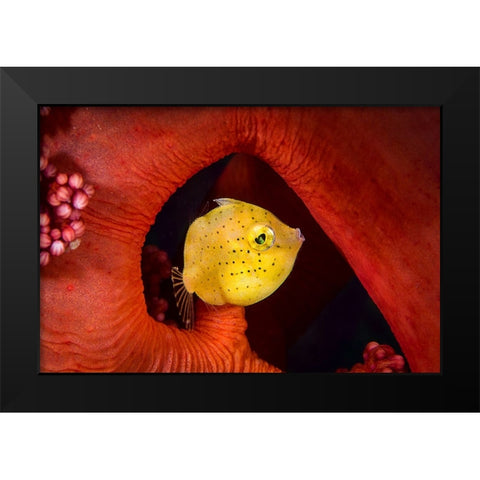 Little Filefish Black Modern Wood Framed Art Print by Peneau, Cedric