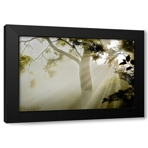 Fog at MAcns Klint Black Modern Wood Framed Art Print by Wicklow, Jorgen