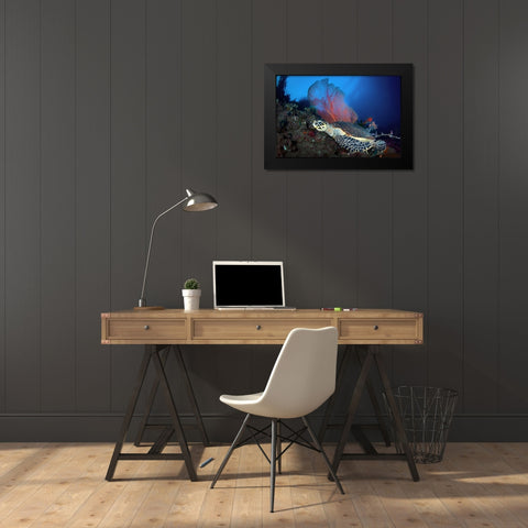 Hawksbill Turtle Black Modern Wood Framed Art Print by Peneau, Cedric