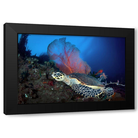 Hawksbill Turtle Black Modern Wood Framed Art Print with Double Matting by Peneau, Cedric