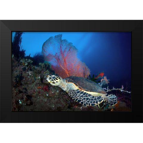 Hawksbill Turtle Black Modern Wood Framed Art Print by Peneau, Cedric