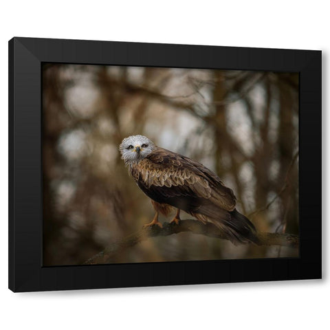 Resting Kite Black Modern Wood Framed Art Print with Double Matting by Firesova, Michaela