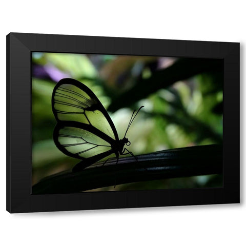 Clear Winged Butterfly Black Modern Wood Framed Art Print with Double Matting by Lesica, Ivan