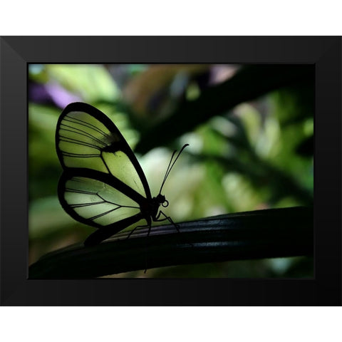 Clear Winged Butterfly Black Modern Wood Framed Art Print by Lesica, Ivan