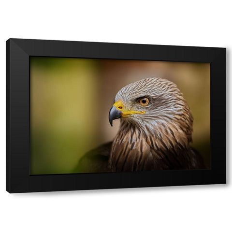 Bird Of Prey... Black Modern Wood Framed Art Print by Svestka, Jiri