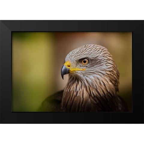 Bird Of Prey... Black Modern Wood Framed Art Print by Svestka, Jiri