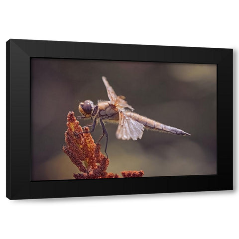 Battle Scars. Black Modern Wood Framed Art Print by Williams, Stuart