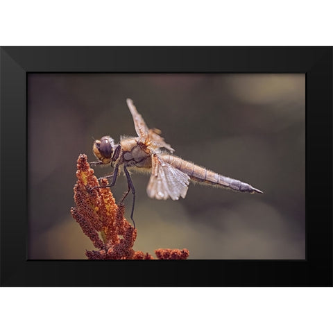 Battle Scars. Black Modern Wood Framed Art Print by Williams, Stuart