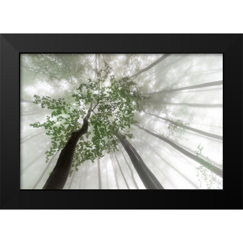 Misty mystery of the forest Black Modern Wood Framed Art Print by Pavlasek, Tom