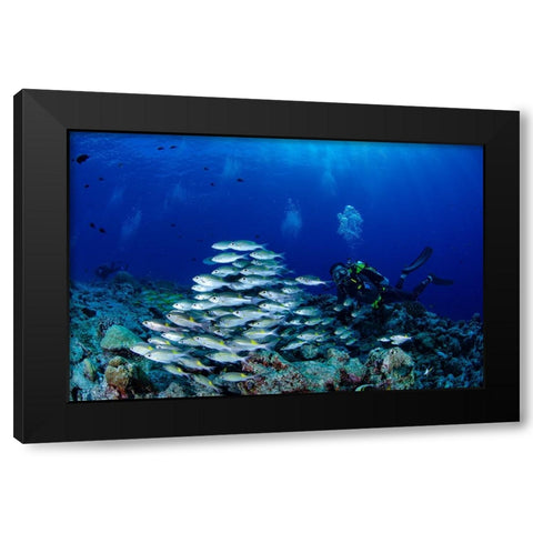 Fish And DIVers Black Modern Wood Framed Art Print by Y Lin, Ryan