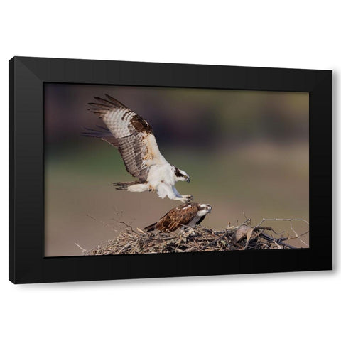 Love Story Black Modern Wood Framed Art Print by Lu, Bill