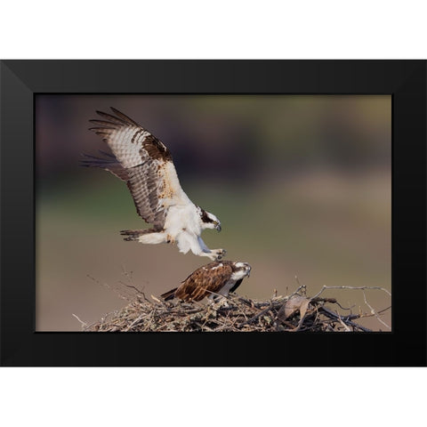 Love Story Black Modern Wood Framed Art Print by Lu, Bill