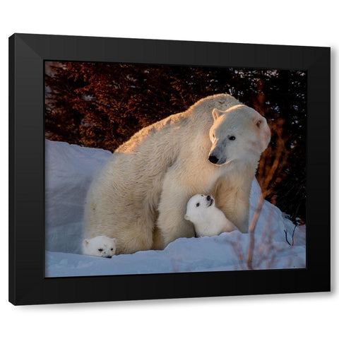 Untitled Black Modern Wood Framed Art Print by Tao, Liwen