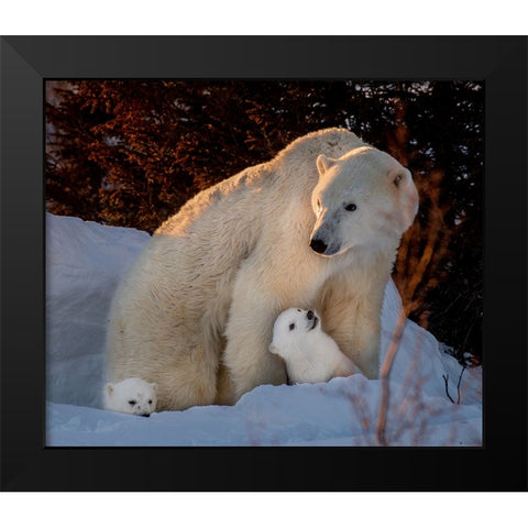 Untitled Black Modern Wood Framed Art Print by Tao, Liwen