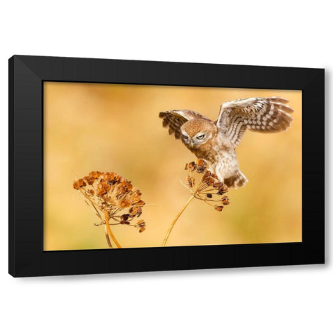 Little Owl Black Modern Wood Framed Art Print with Double Matting by Manusevich, David