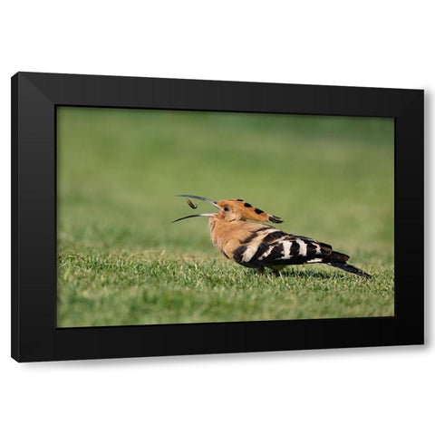 Tiny Catch Black Modern Wood Framed Art Print with Double Matting by Wilson, Guy