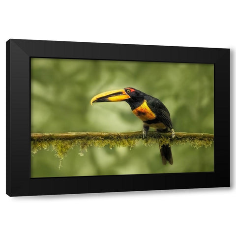 Crimson-Rumped Toucan Black Modern Wood Framed Art Print with Double Matting by And Wei, Siyu