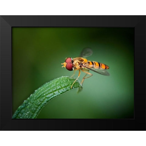 Quietly Black Modern Wood Framed Art Print by Hirai, Takiko