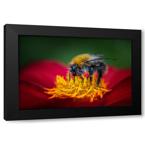 The Bumbelbee Black Modern Wood Framed Art Print with Double Matting by Pettersson, Benny
