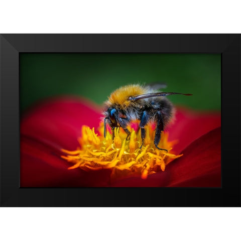 The Bumbelbee Black Modern Wood Framed Art Print by Pettersson, Benny