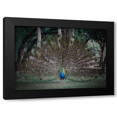 Look At Me Black Modern Wood Framed Art Print with Double Matting by Lu, Linda