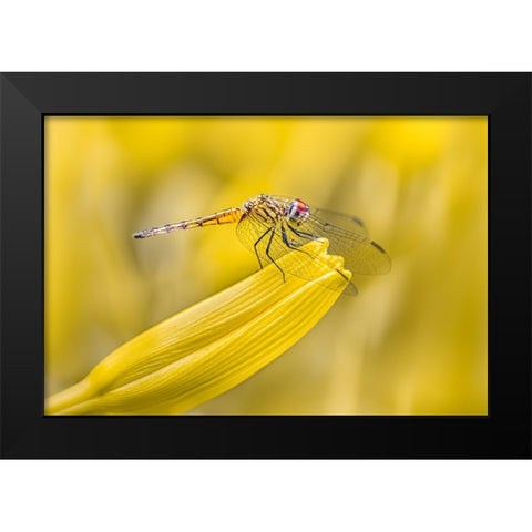 Perched Black Modern Wood Framed Art Print by Saluja, Atul